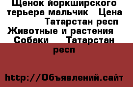 Щенок йоркширского терьера мальчик › Цена ­ 13 000 - Татарстан респ. Животные и растения » Собаки   . Татарстан респ.